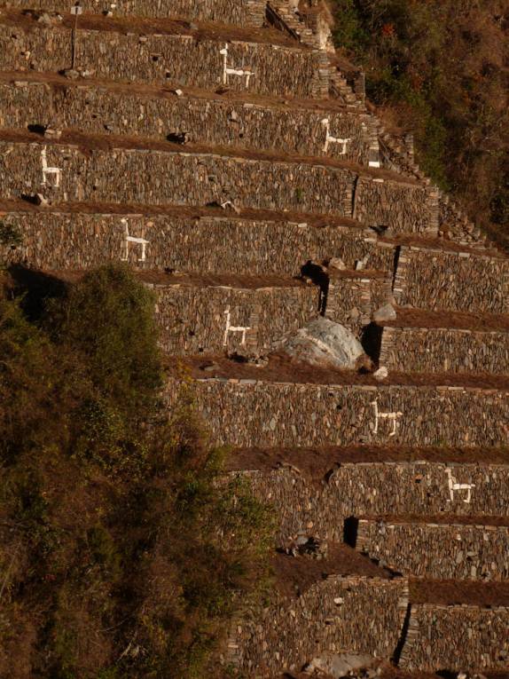 As famosas e fabulosas pictografias de lhamas, nas paredes de Choquequirao, no Peru